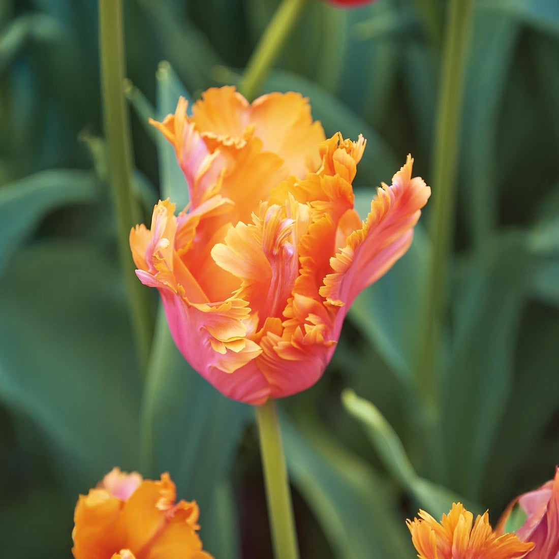 Tulp 'Amazing Parrot'