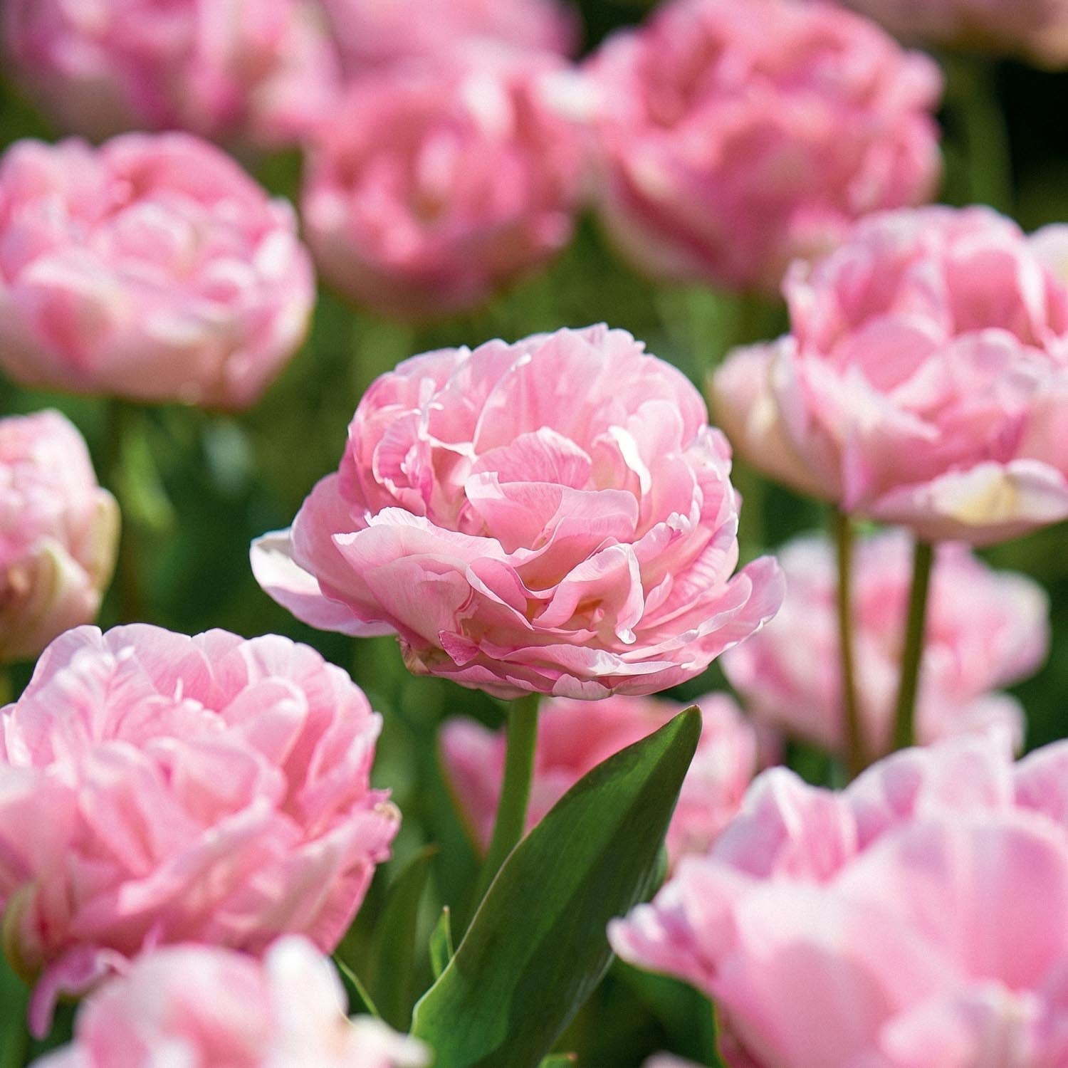 Tulp 'Angelique'