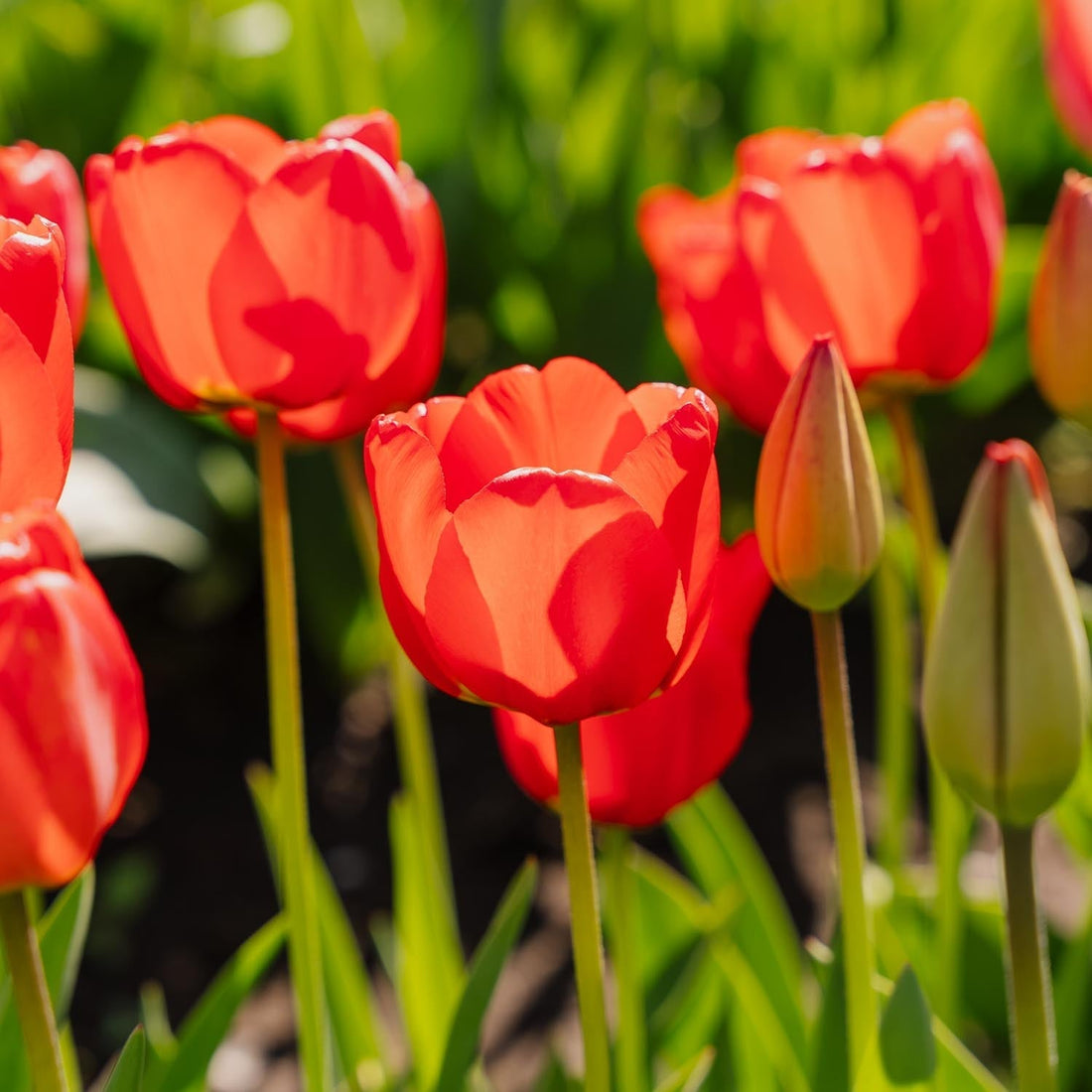 Tulp 'Apeldoorn'