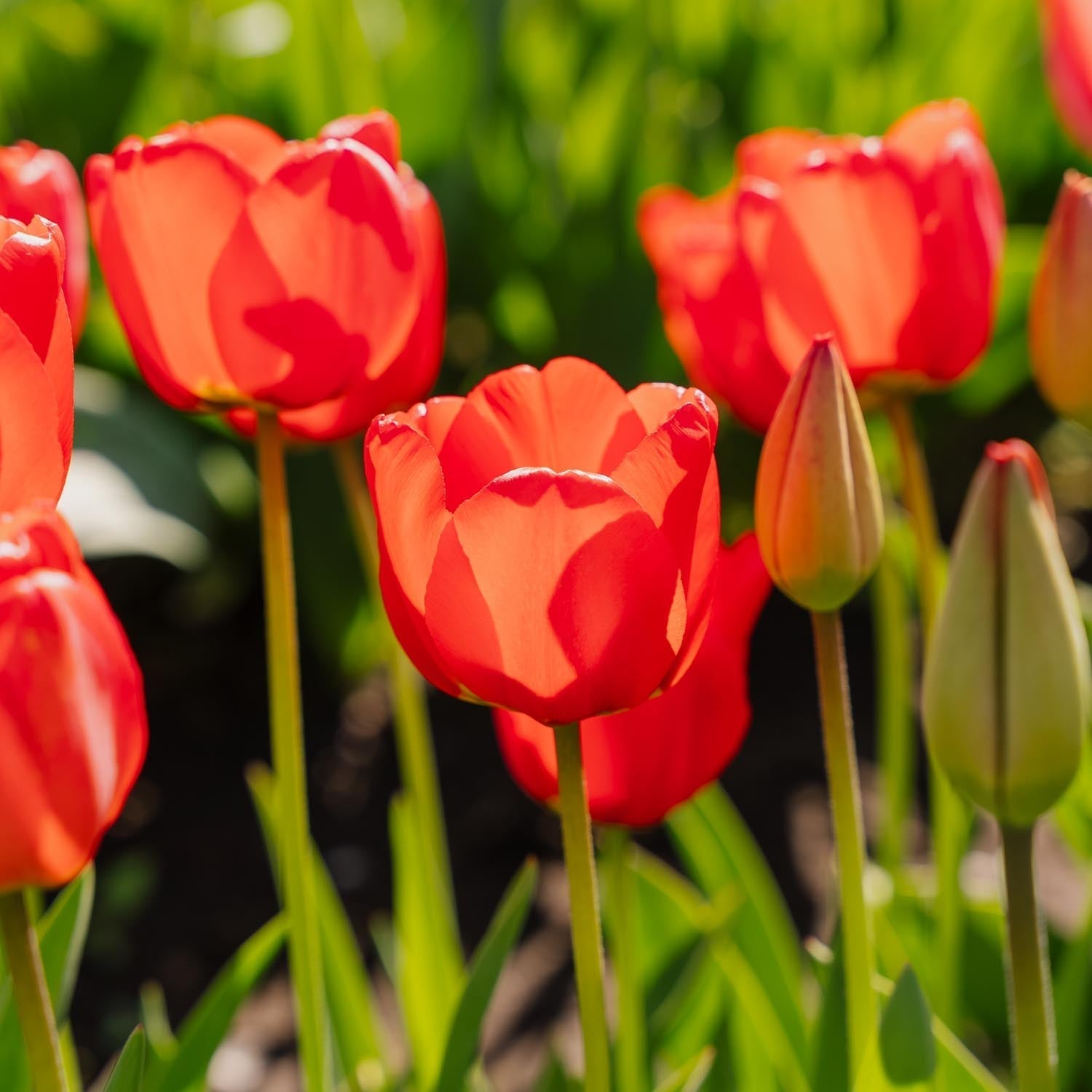 Tulp 'Apeldoorn'