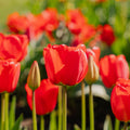 Tulp 'Apeldoorn'