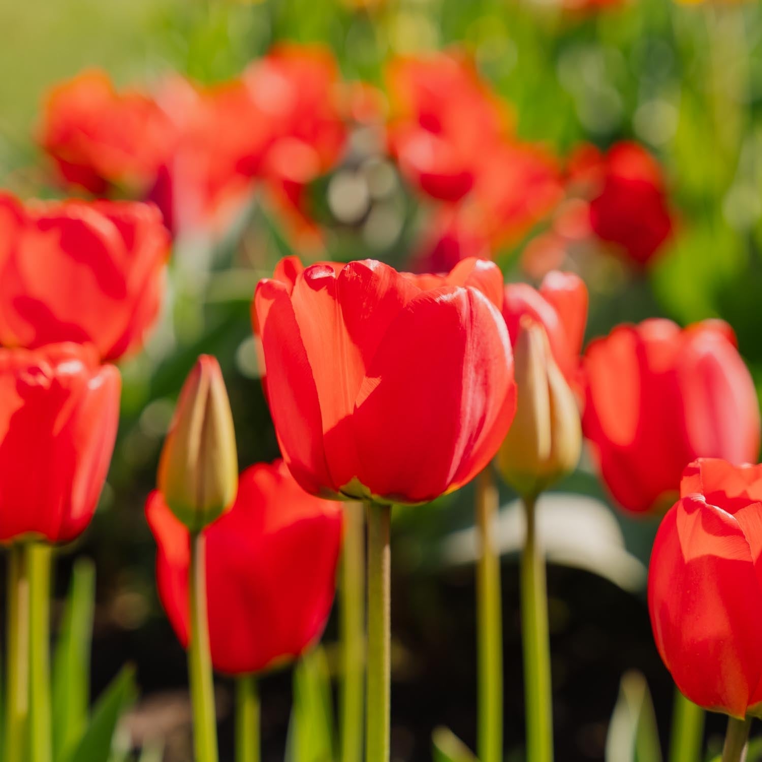 Tulp 'Apeldoorn'