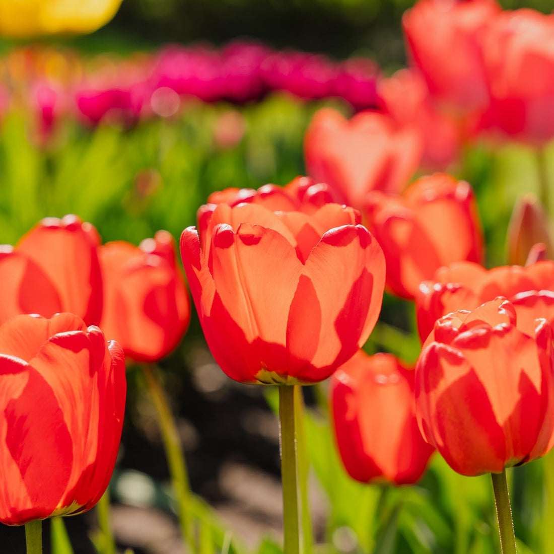 Tulp 'Apeldoorn'