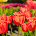 Tulp 'Apeldoorn'
