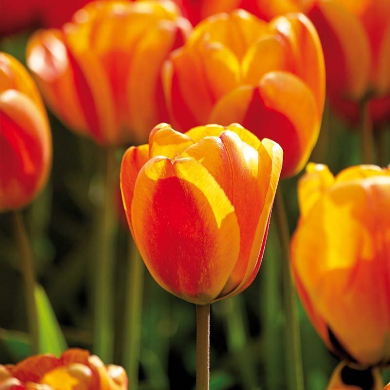 Tulp 'Apeldoorn's Elite'
