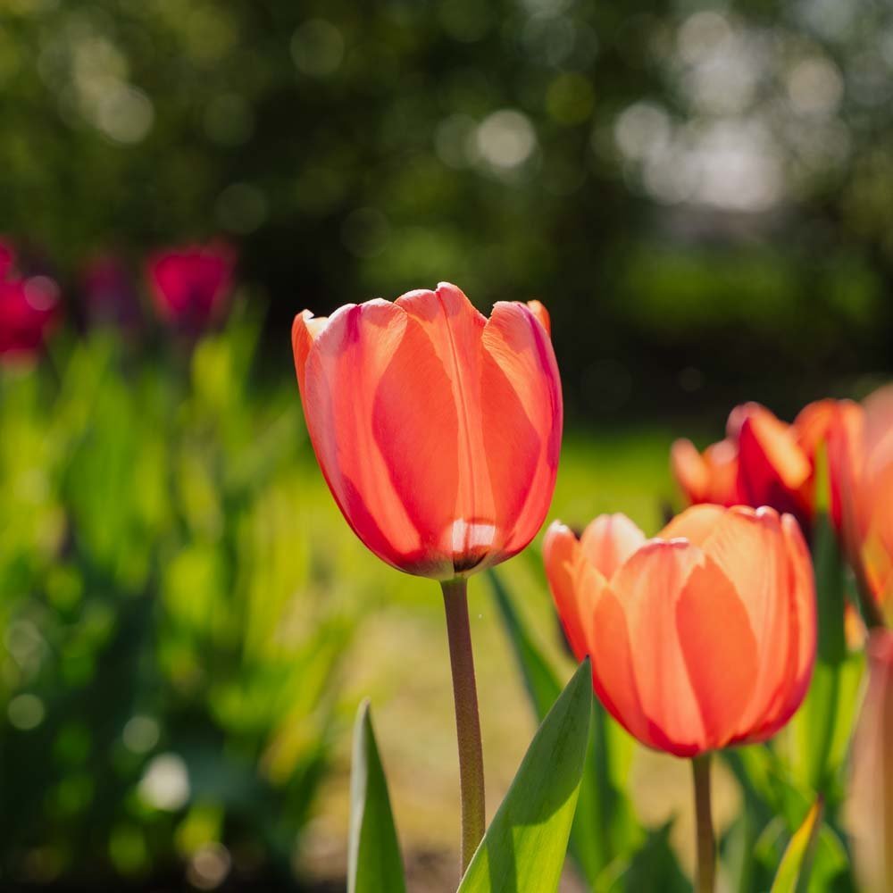 Tulp 'Apricot Impression'