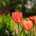 Tulp 'Apricot Impression'