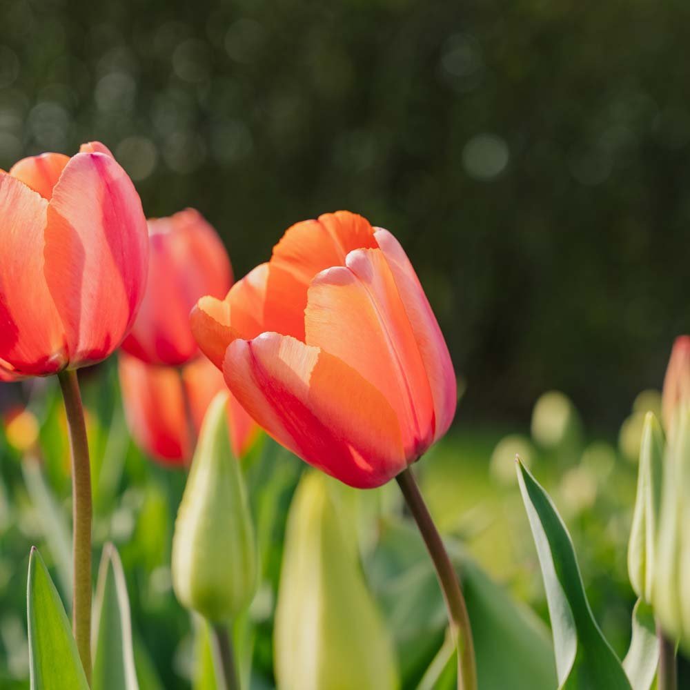 Tulp 'Apricot Impression'