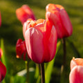 Tulp 'Apricot Impression'