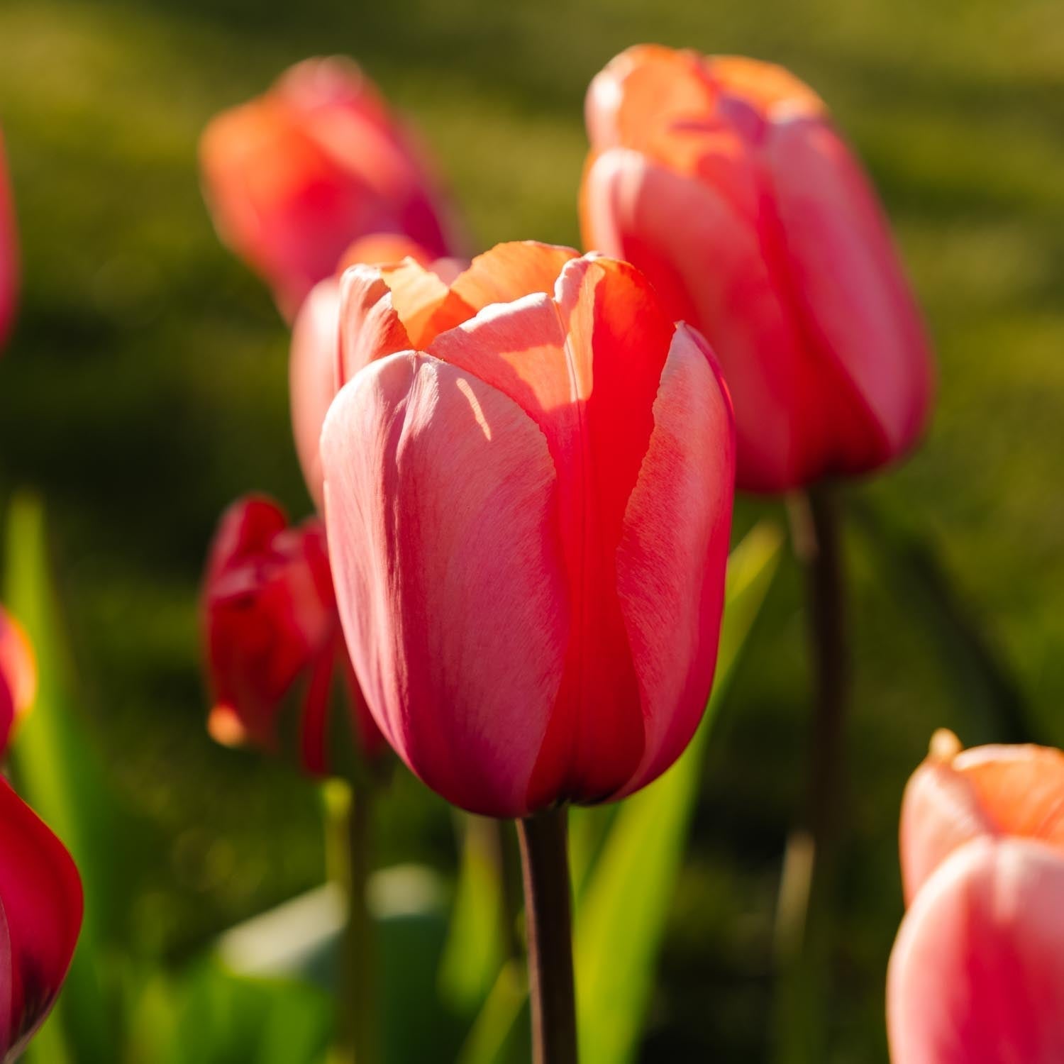 Tulp 'Apricot Impression'