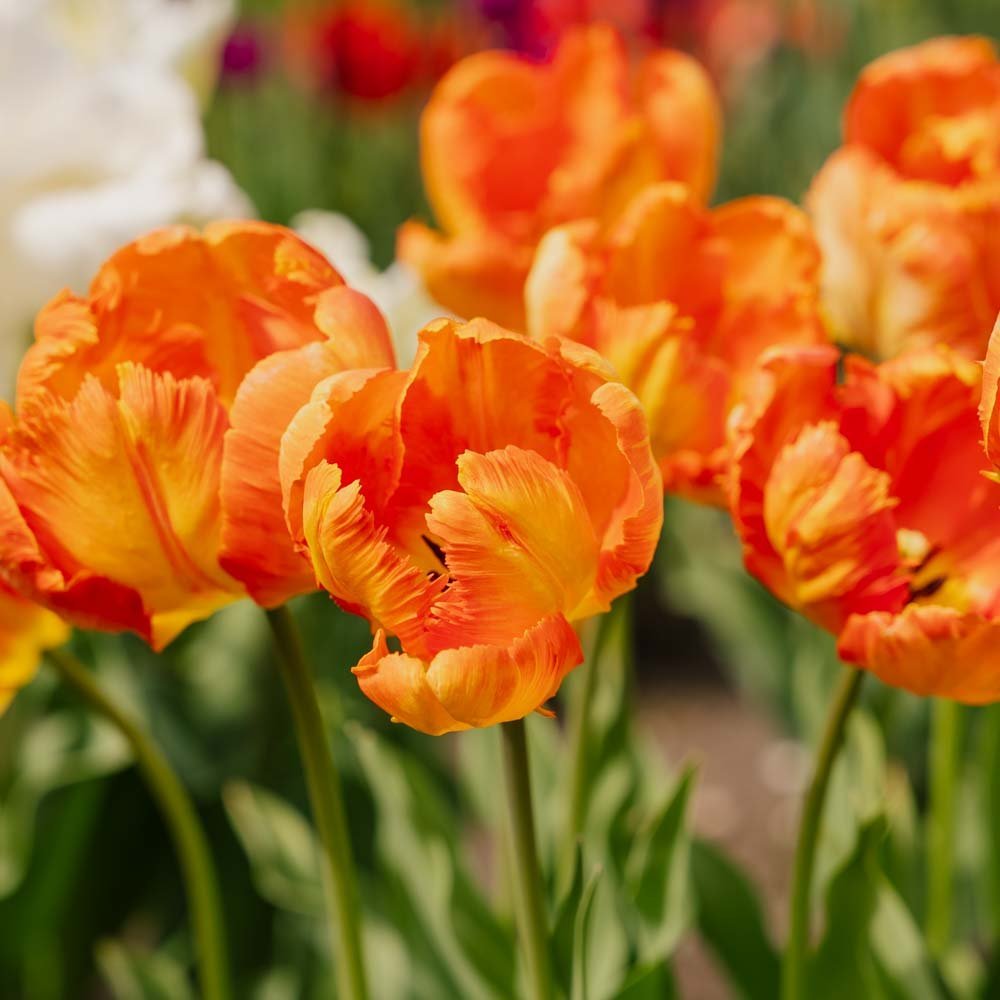 Tulp 'Apricot Parrot'