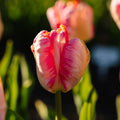 Tulp 'Apricot Parrot'