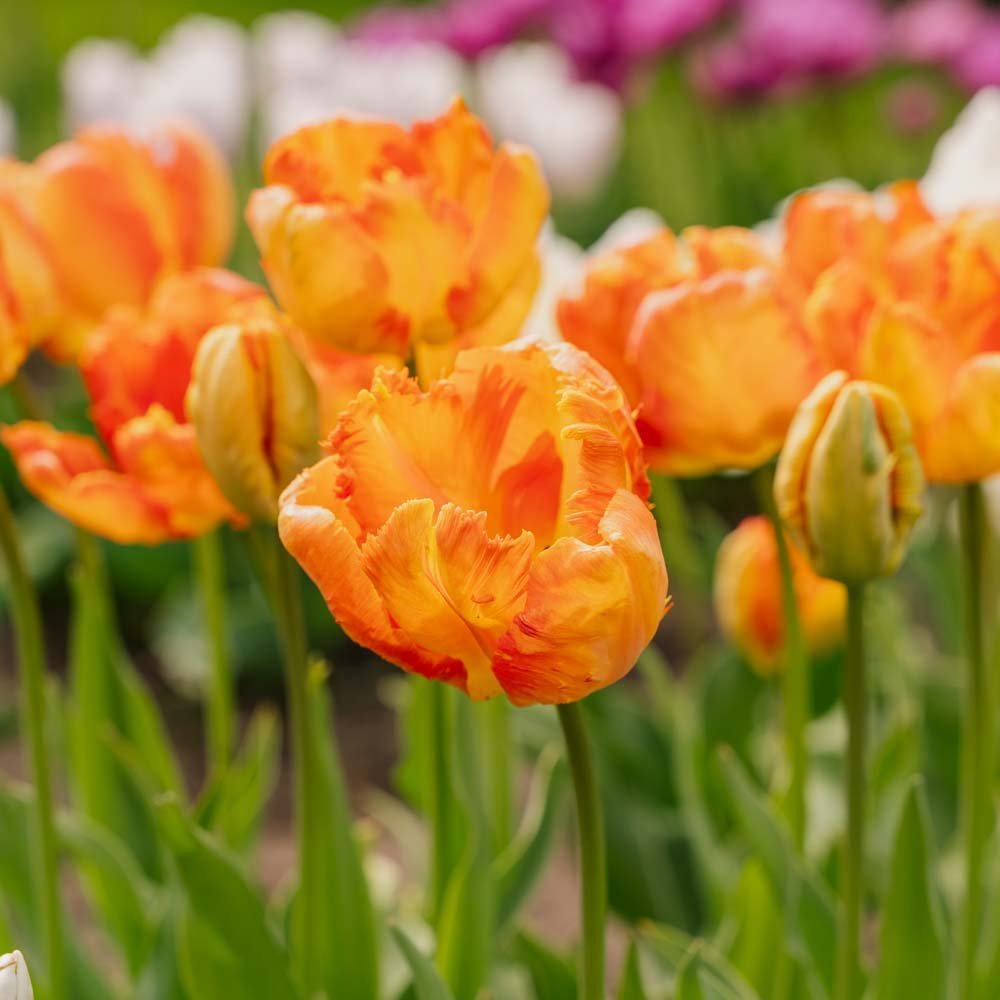 Tulp 'Apricot Parrot'
