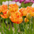 Tulp 'Apricot Parrot'