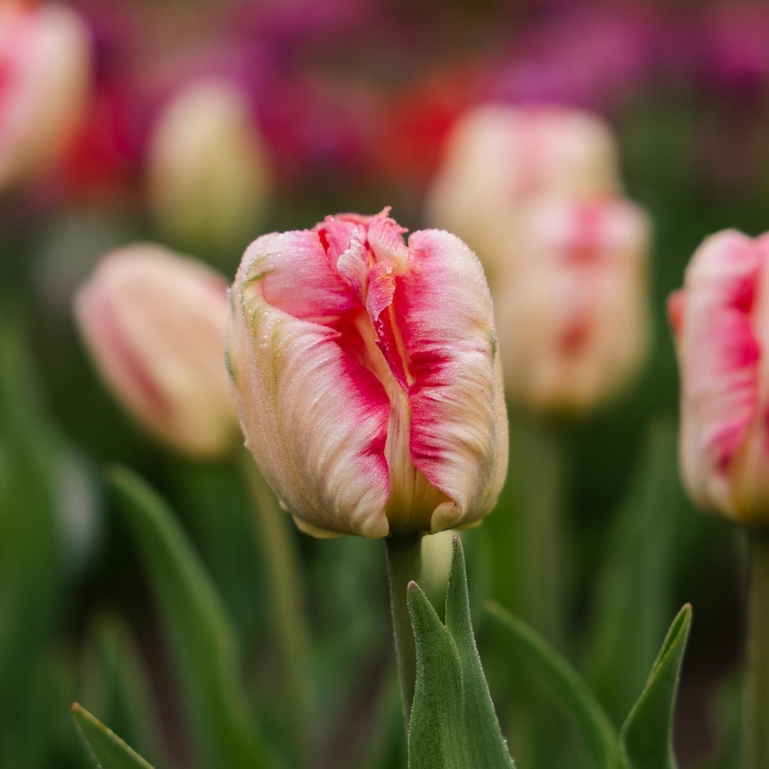 Tulp 'Apricot Parrot'