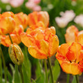 Tulp 'Apricot Parrot'