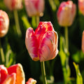 Tulp 'Apricot Parrot'