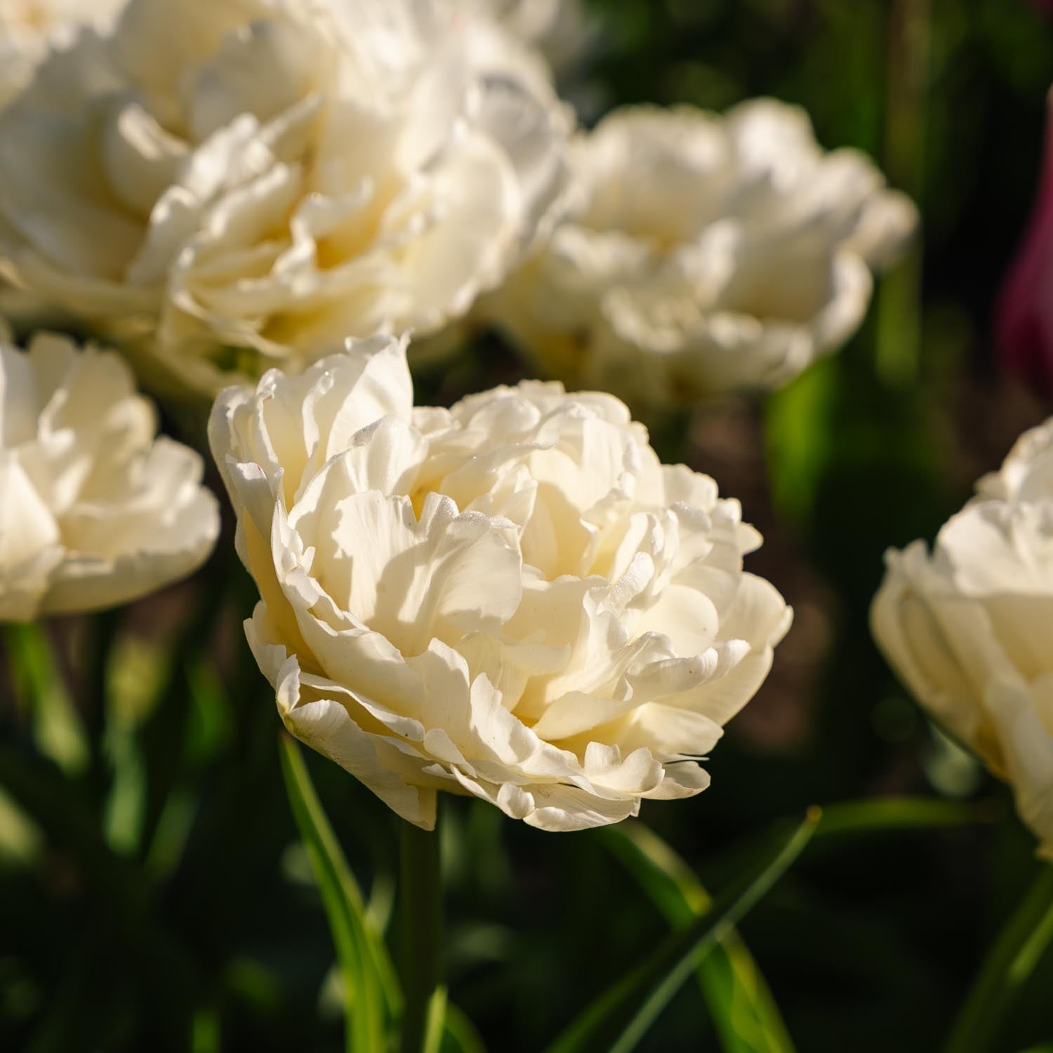 Tulp 'Avant Garde'