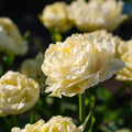 Tulp 'Avant Garde'