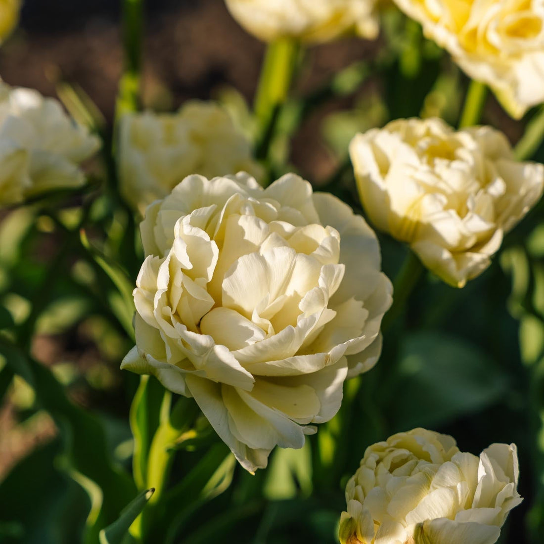 Tulp 'Avant Garde'