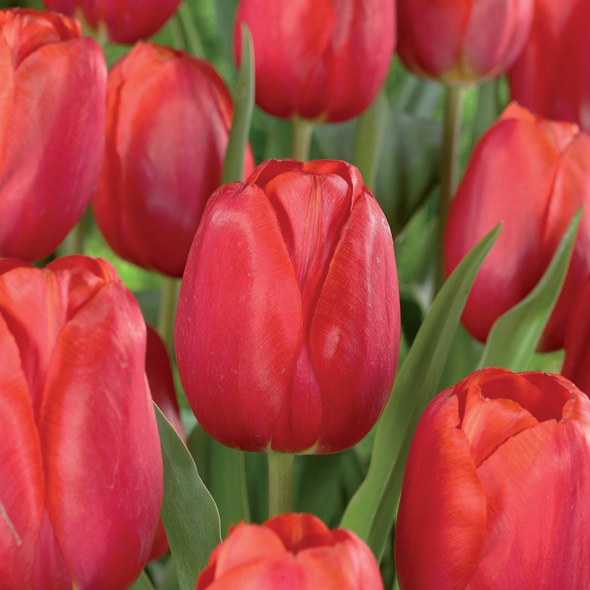 Tulp 'Avignon'