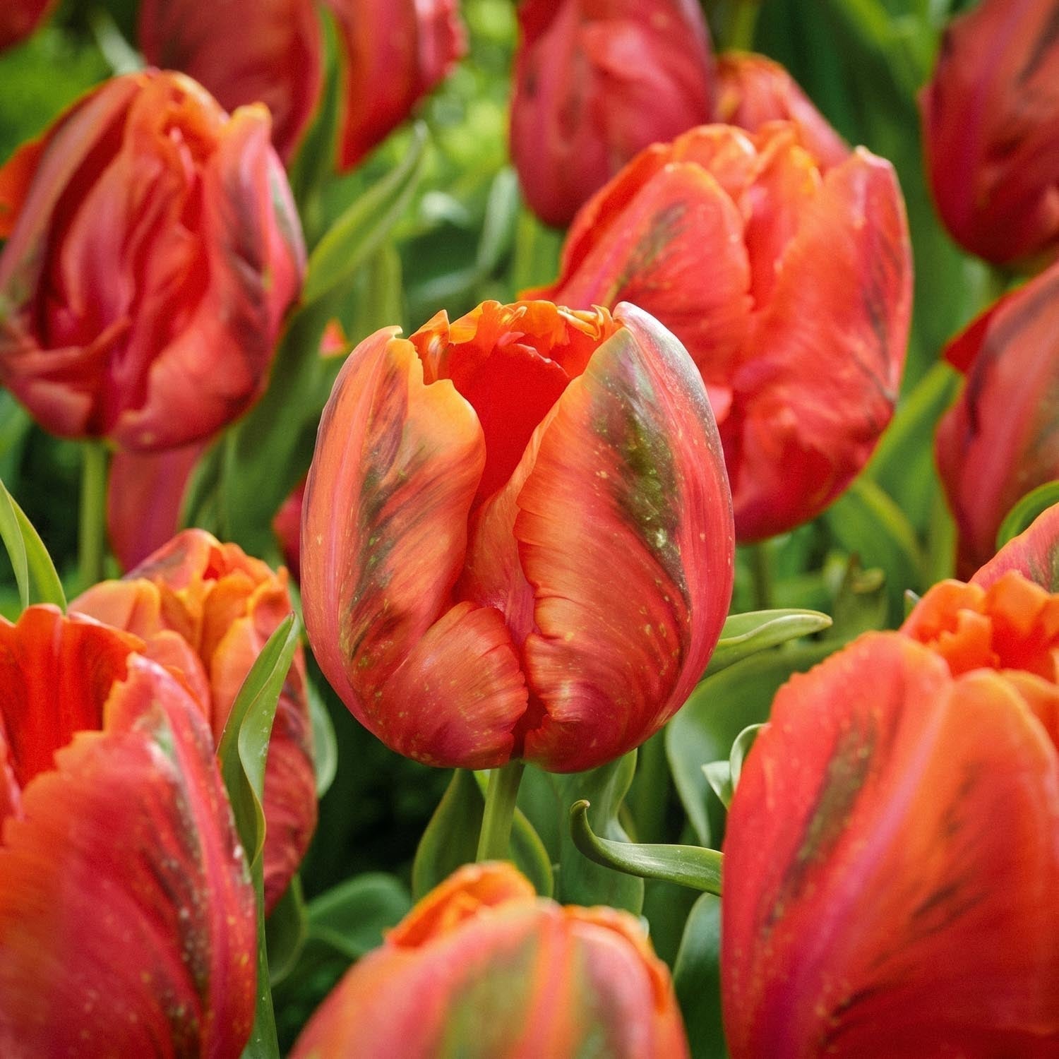 Tulp 'Avignon'