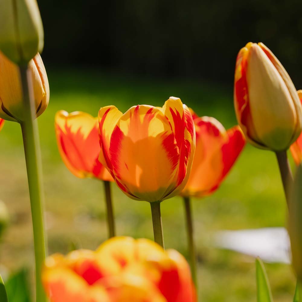 Tulp 'Banja Luka'