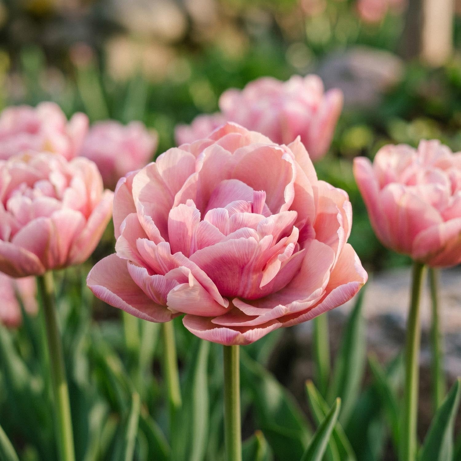 Tulp 'Beachberry'