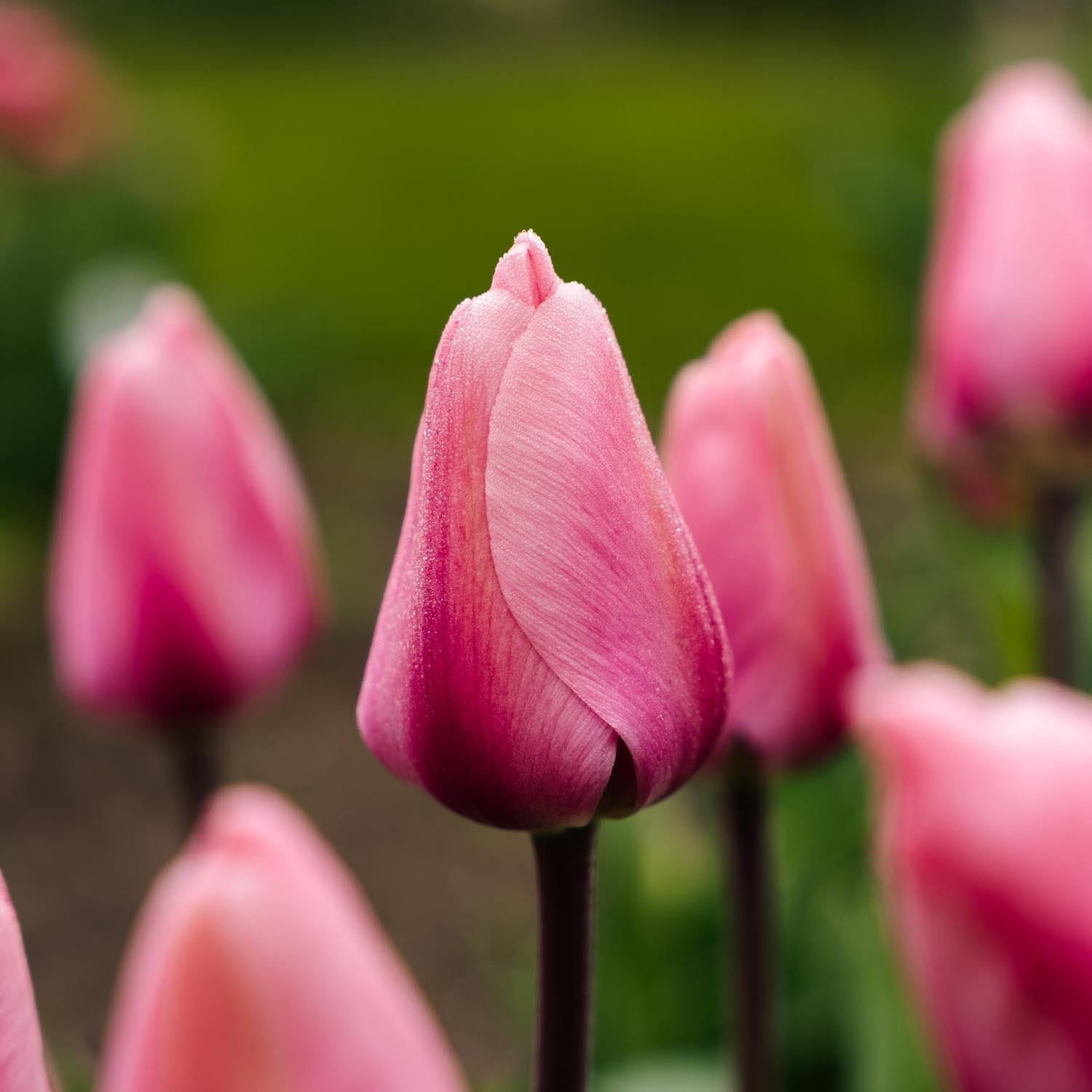 Tulp 'Big Love'
