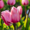 Tulp 'Big Love'