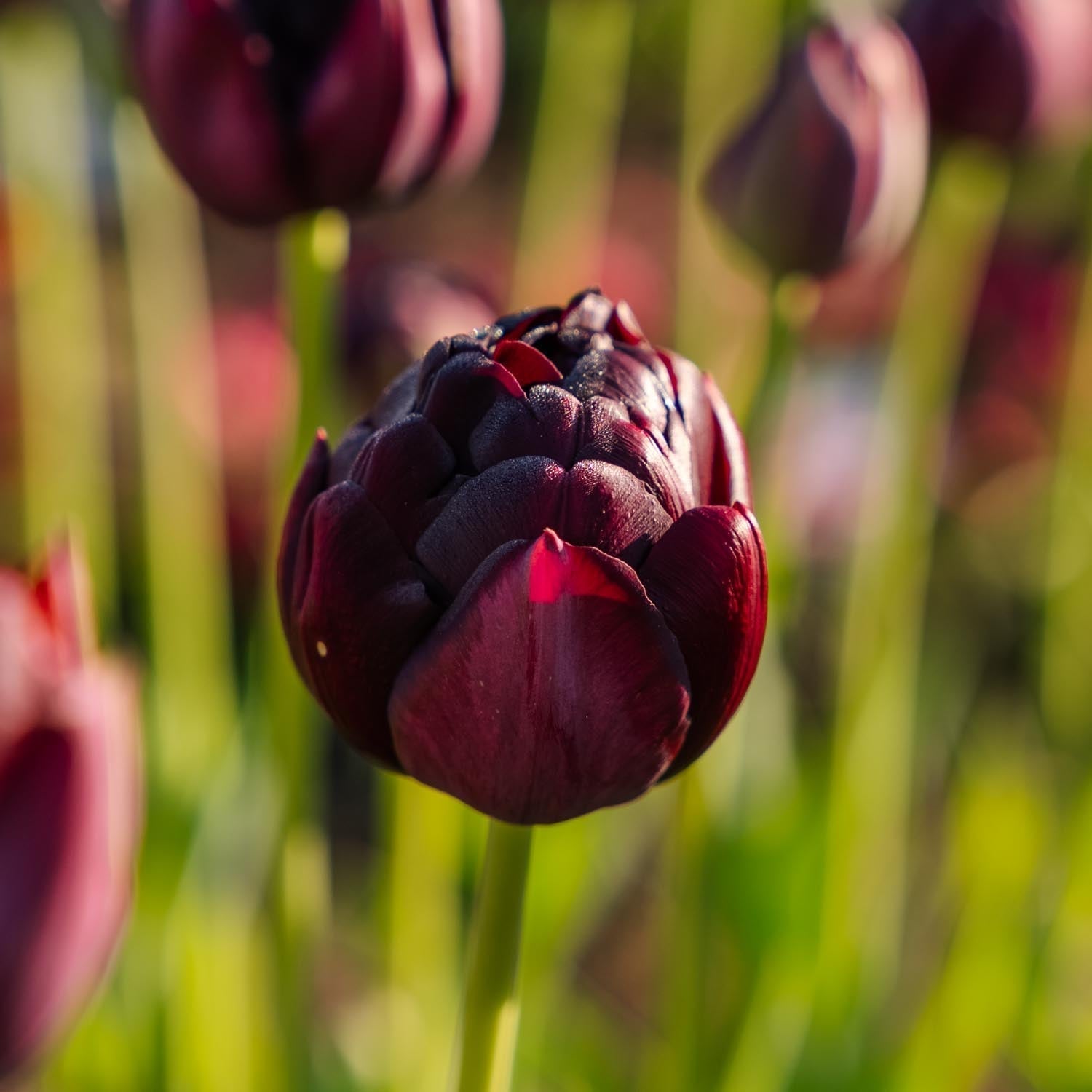 Tulp 'Black Hero'