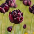 Tulp 'Black Hero'