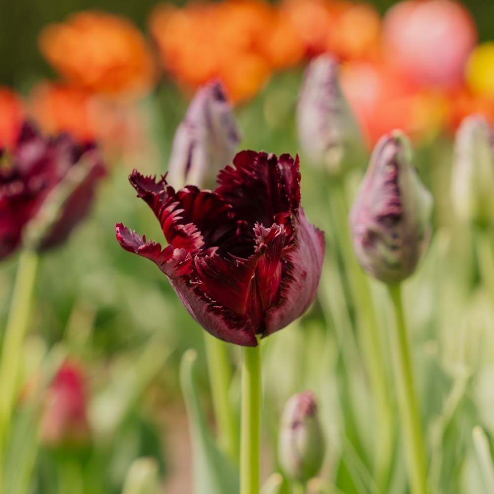Tulp 'Black Parrot'