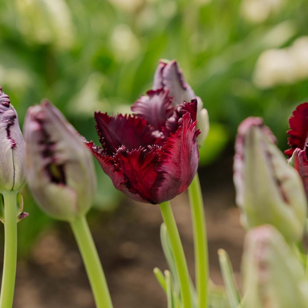 Tulp 'Black Parrot'