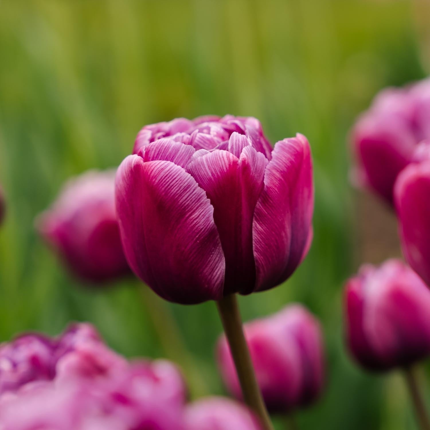 Tulp 'Blue Diamond'