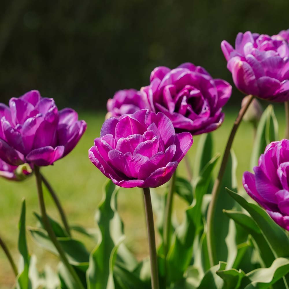 Tulp 'Blue Diamond'