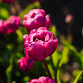 Tulp 'Blue Diamond'
