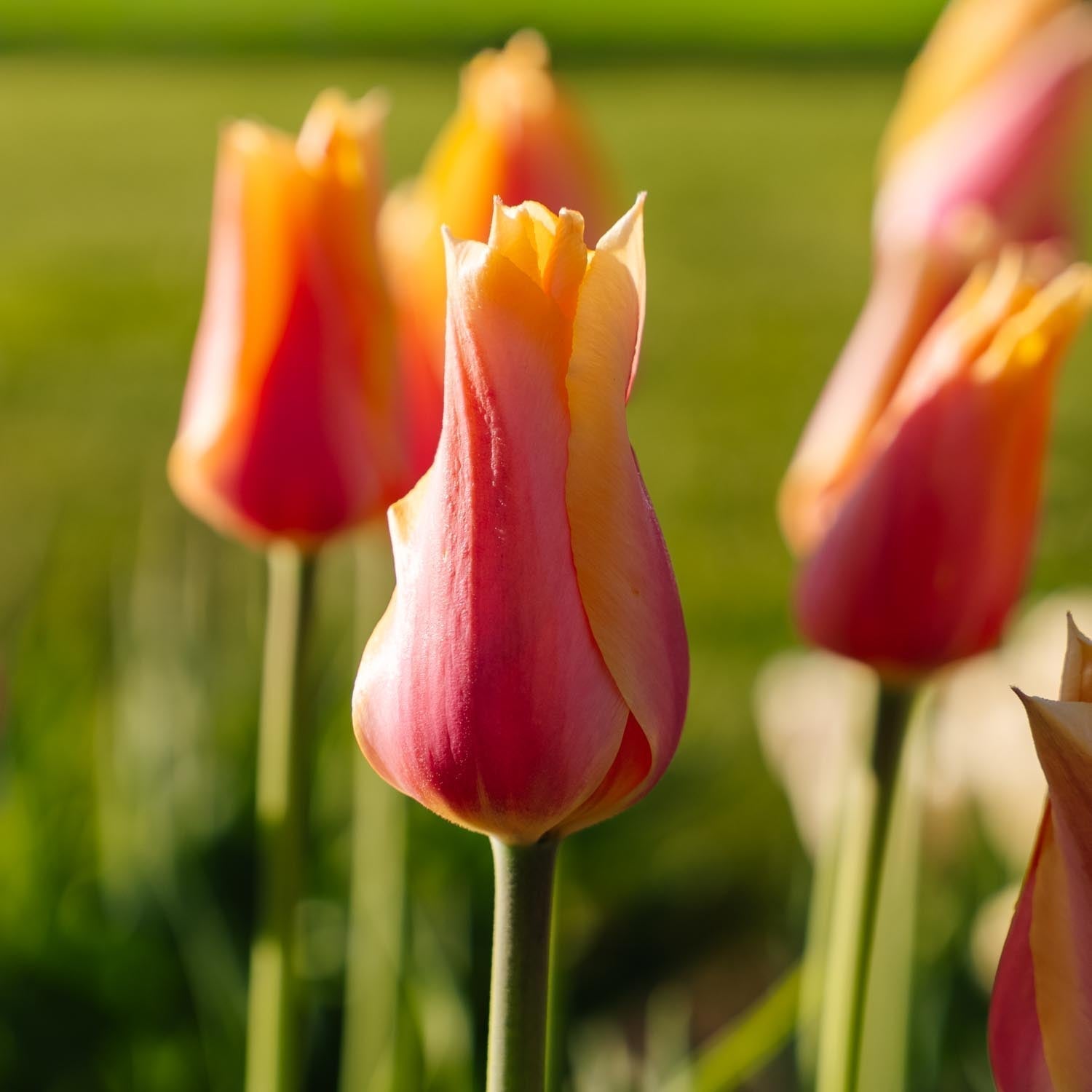Tulp 'Blushing Lady'