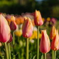 Tulp 'Blushing Lady'