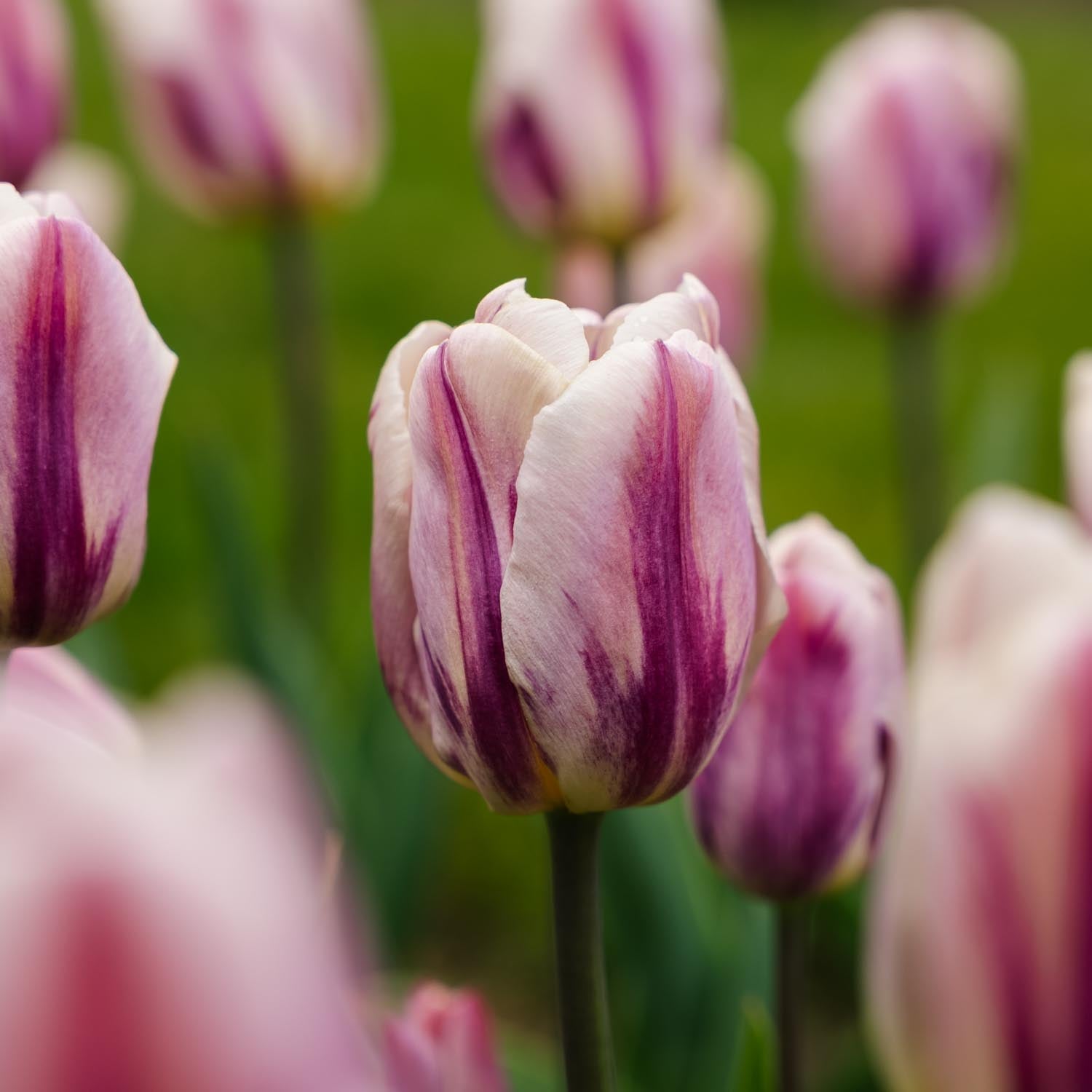 Tulp 'Bojangles'
