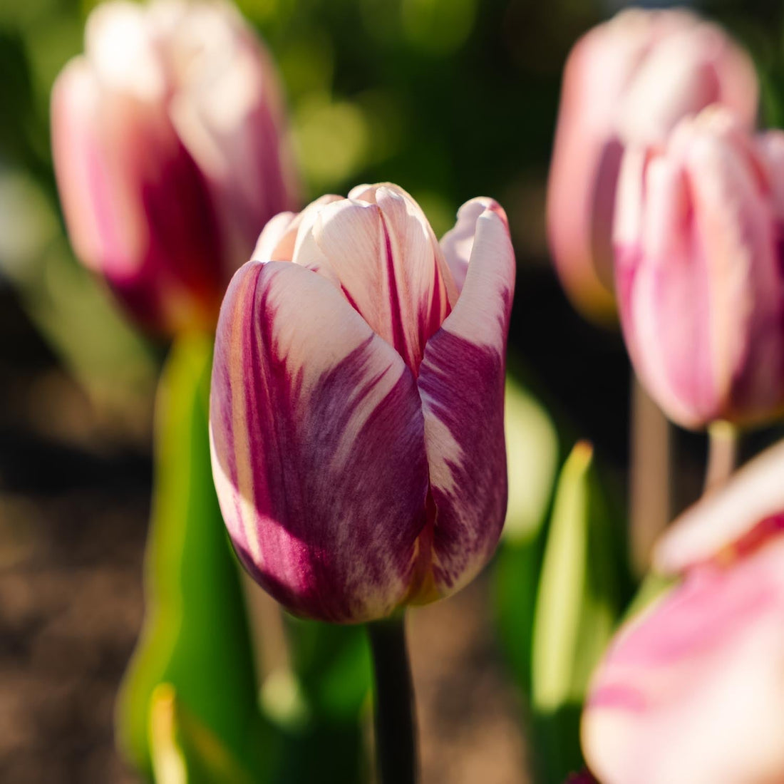 Tulp 'Bojangles'