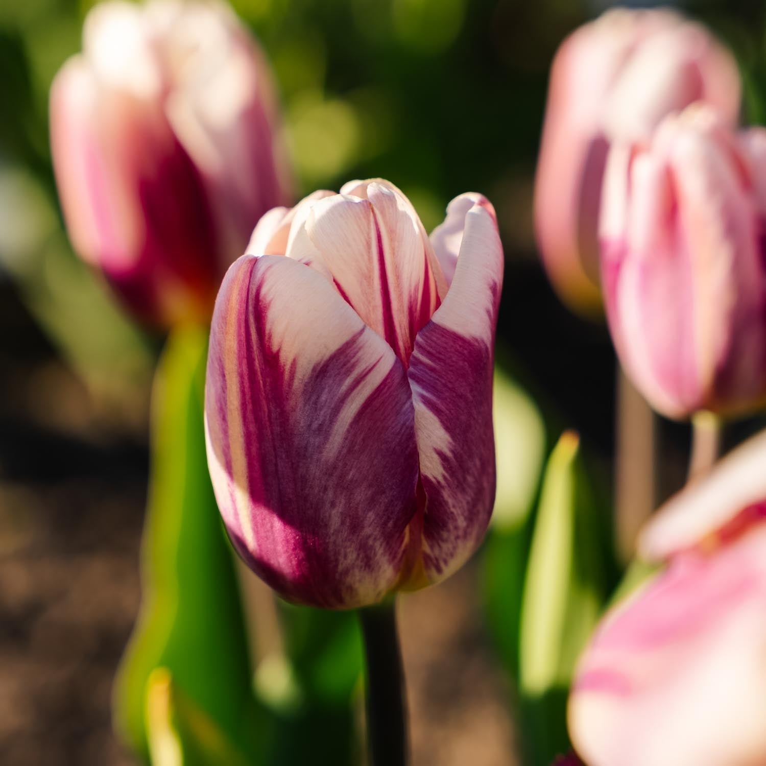 Tulp 'Bojangles'