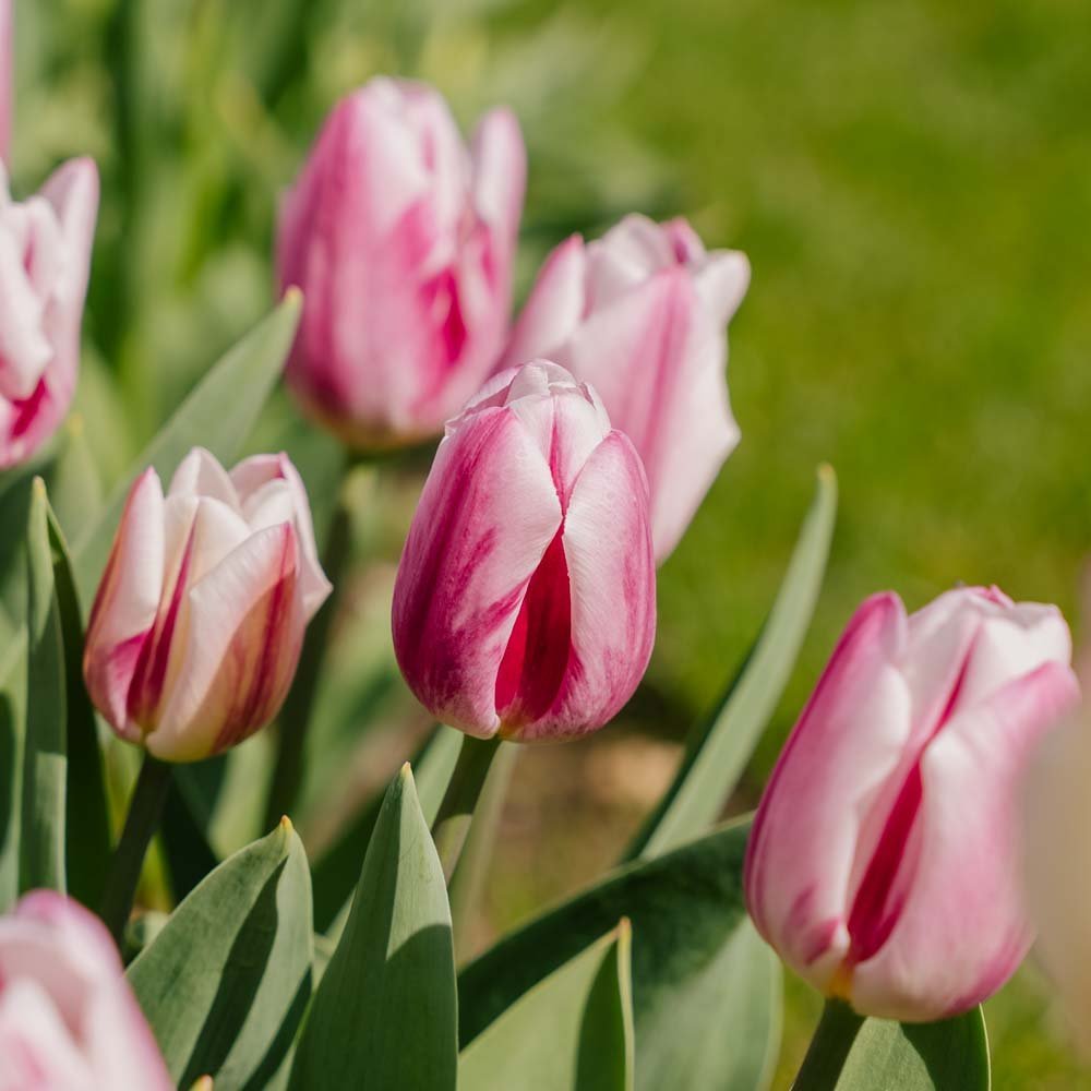 Tulp 'Bojangles'