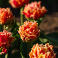 Tulp 'Brisbane'