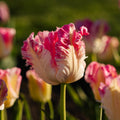 Tulp 'Cabanna'