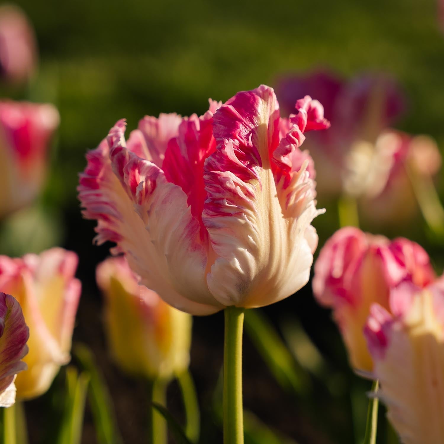 Tulp 'Cabanna'