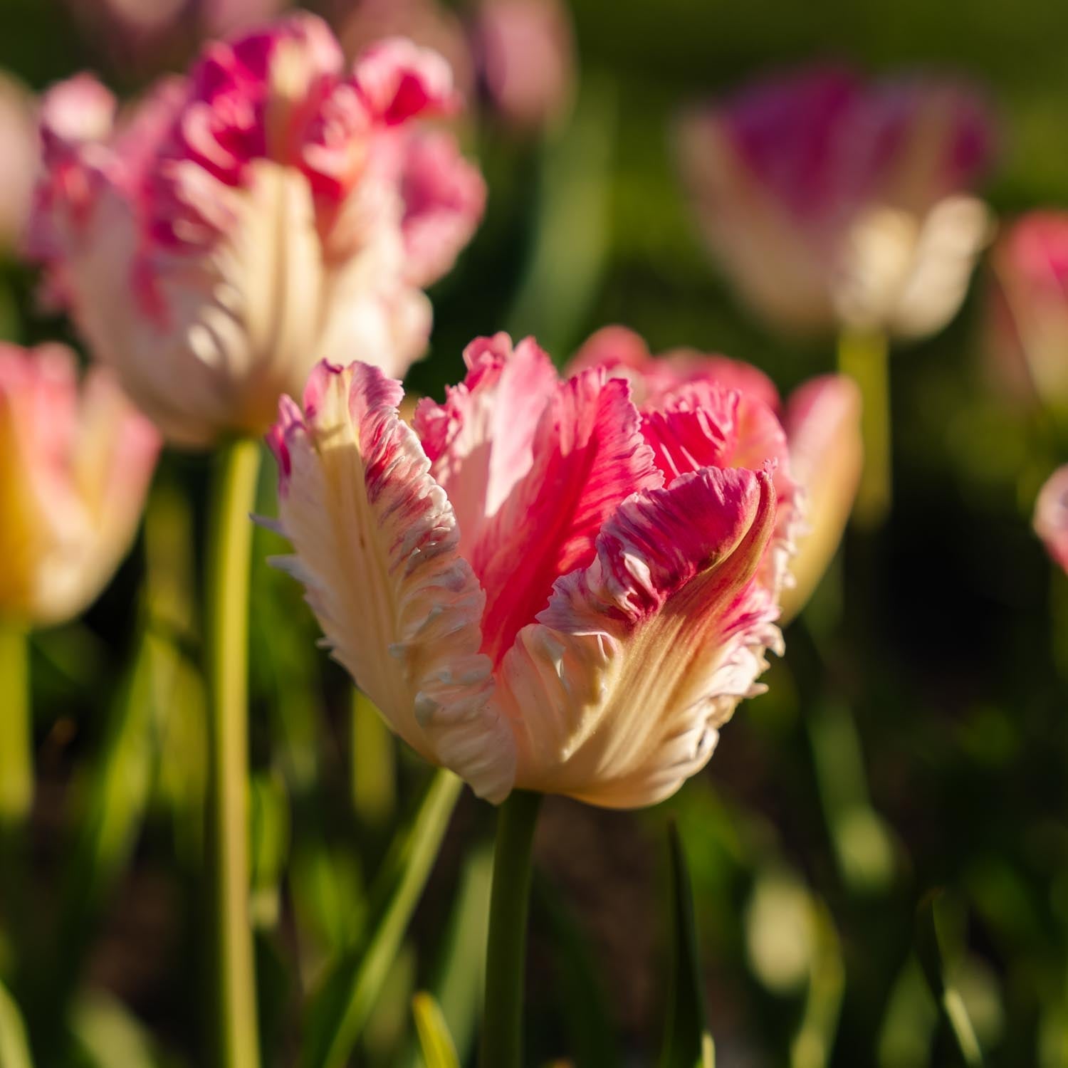 Tulp 'Cabanna'