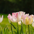 Tulp 'Cabanna'