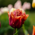 Tulp 'Callahan'