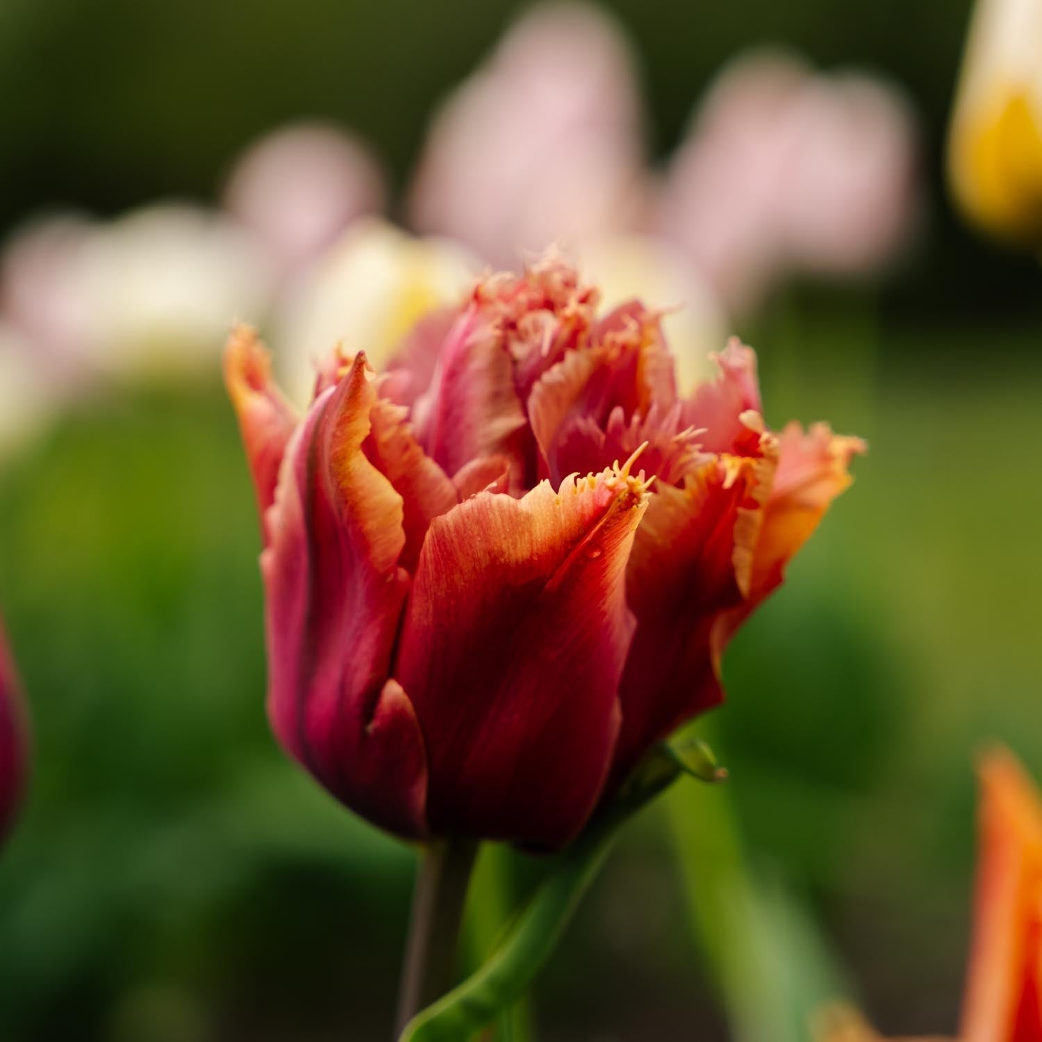 Tulp 'Callahan'